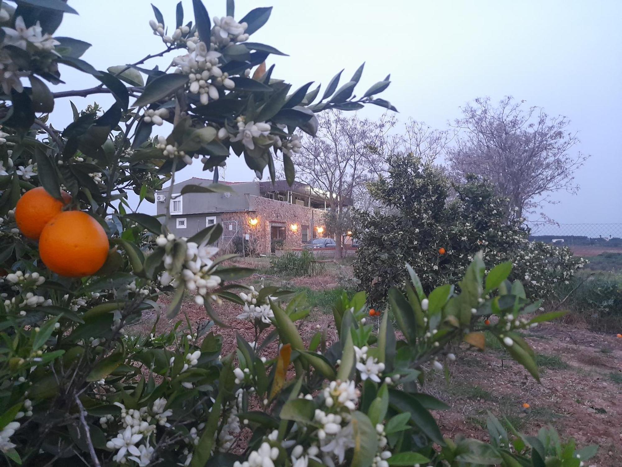Hostal Entreolivos 바다호스 외부 사진